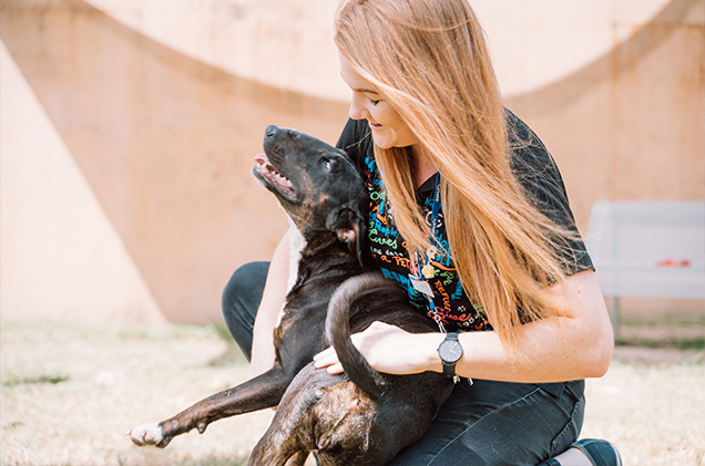 Bull Terrier enjoying cuddles from RSPCA Queensland Staff Member